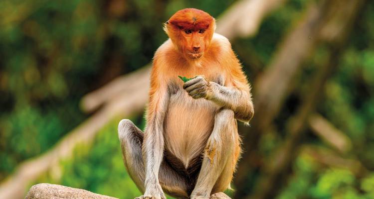Small Borneo round trip incl. Mulu (9 nights) - MEIERS WELTREISEN 8