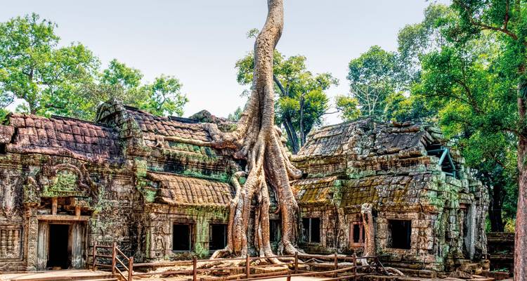 Ancient Ta Prohm temple with large tree roots covering the ruins.