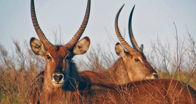 Afrique du Sud à la carte - MEIERS WELTREISEN 2