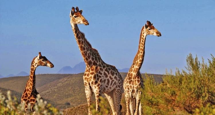Afrique du Sud à la carte - MEIERS WELTREISEN 4