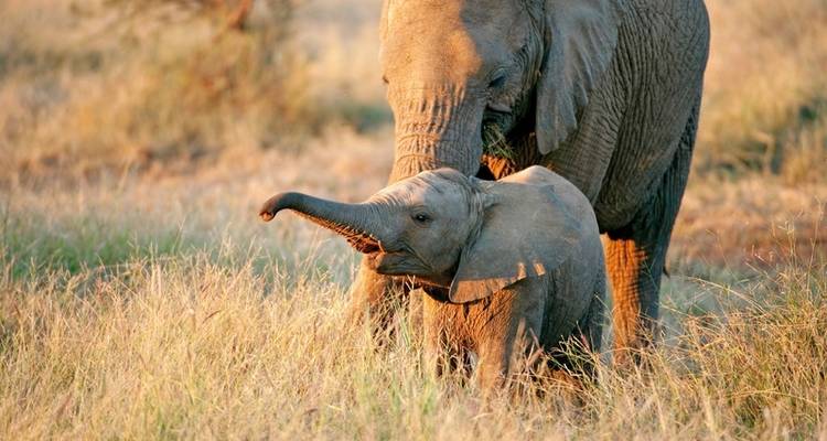 Afrique du Sud à la carte - MEIERS WELTREISEN 2