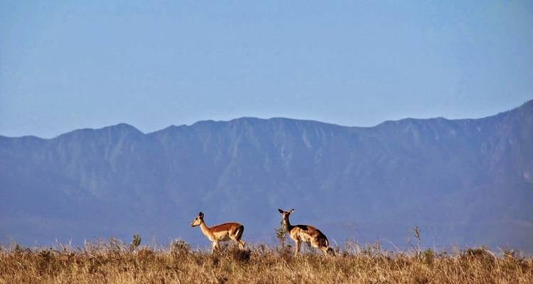 Afrique du Sud à la carte - MEIERS WELTREISEN 5
