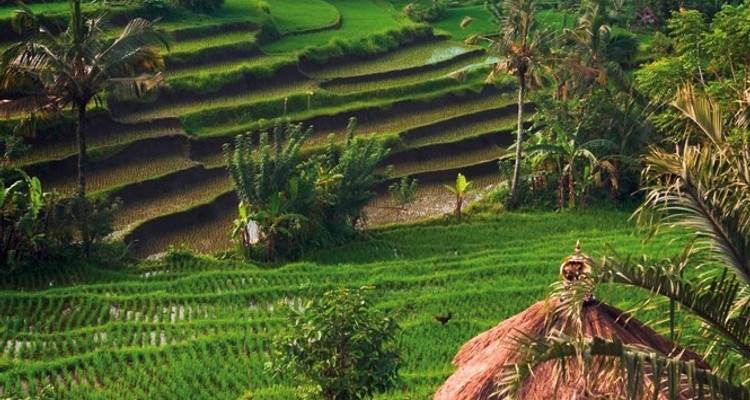 Tesoros de Indonesia (viaje en grupo) - MEIERS WELTREISEN 6
