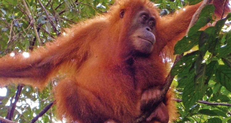 Treasures of Indonesia (private tour) - MEIERS WELTREISEN 2