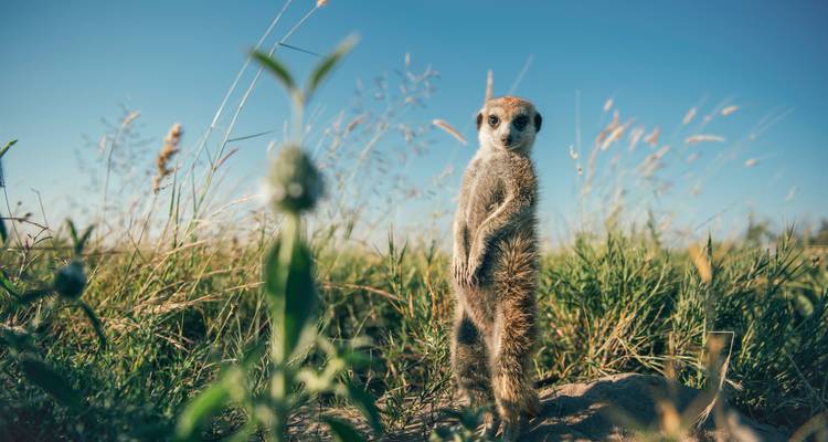 Suricate debout en alerte dans un champ.
