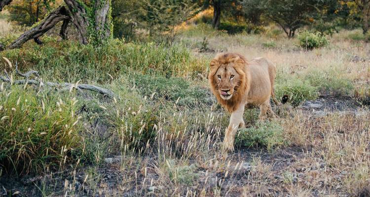 Lion solitaire dans un paysage de savane herbeuse.