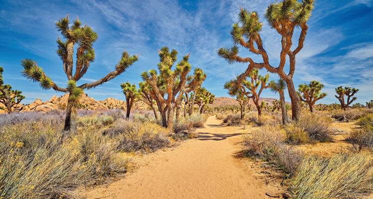 Un paisaje desértico con árboles de Josué únicos y un sendero de tierra.
