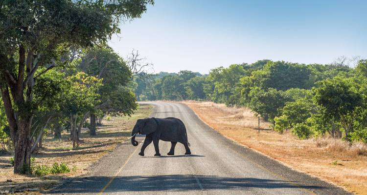Elephant crossing a road in a forested area.