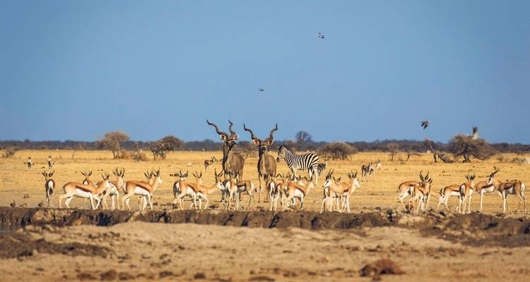 Herds of animals at a water hole with various species.