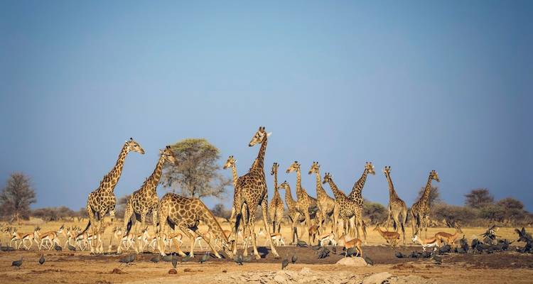 Giraffes and springboks gathered near a water hole.