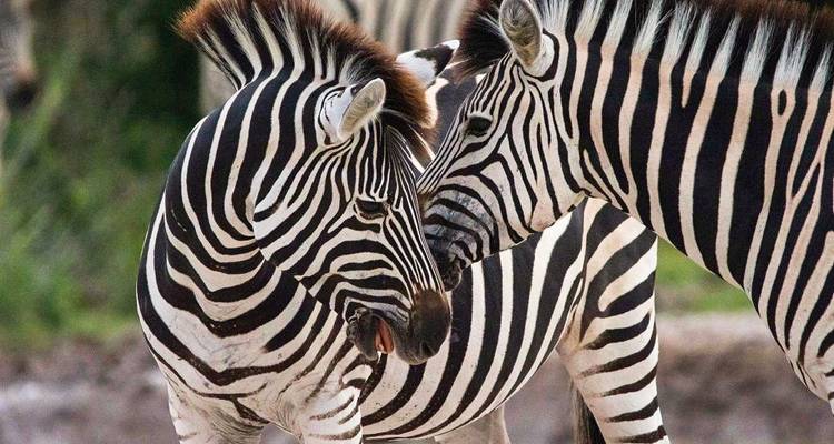 Close-up of two zebras nuzzling each other.