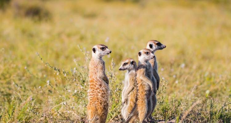 Meerkats standing upright in the grass.