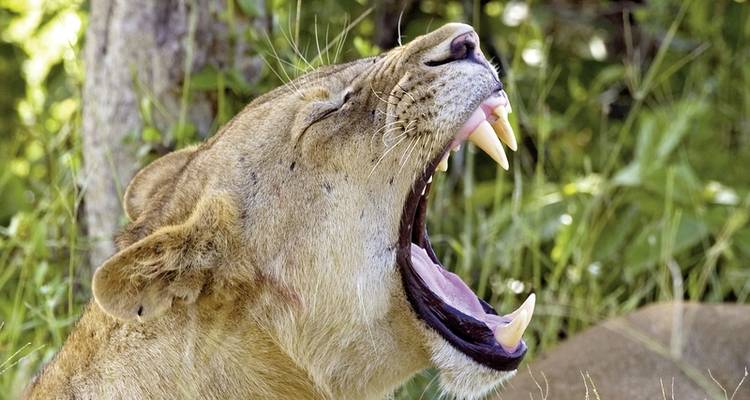 Botswana en exclusivité avec Sanctuary Retreats - MEIERS WELTREISEN 1
