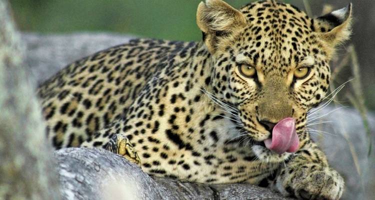 Botswana en exclusivité avec Sanctuary Retreats - MEIERS WELTREISEN 2