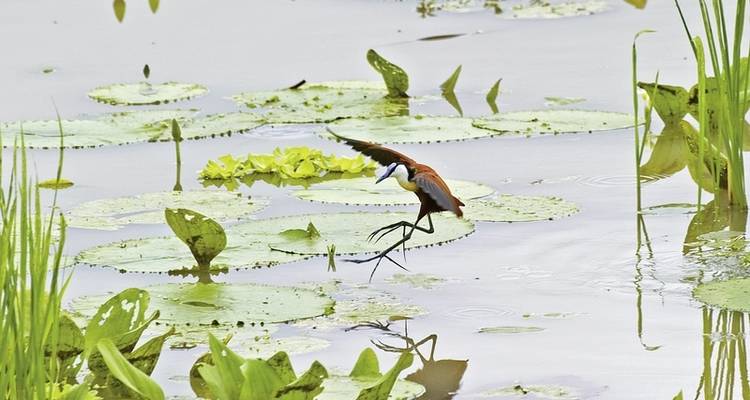 Botswana en exclusivité avec Sanctuary Retreats - MEIERS WELTREISEN 3