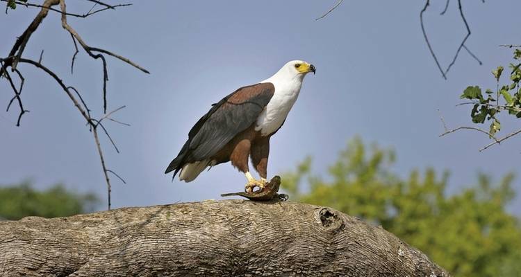 Botswana en exclusivité avec Sanctuary Retreats - MEIERS WELTREISEN 4