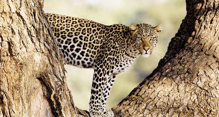 Botswana Exclusive with Sanctuary Retreats - MEIERS WELTREISEN 1