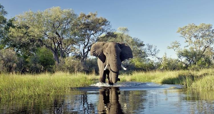 Botswana Exclusive with Sanctuary Retreats - MEIERS WELTREISEN 4