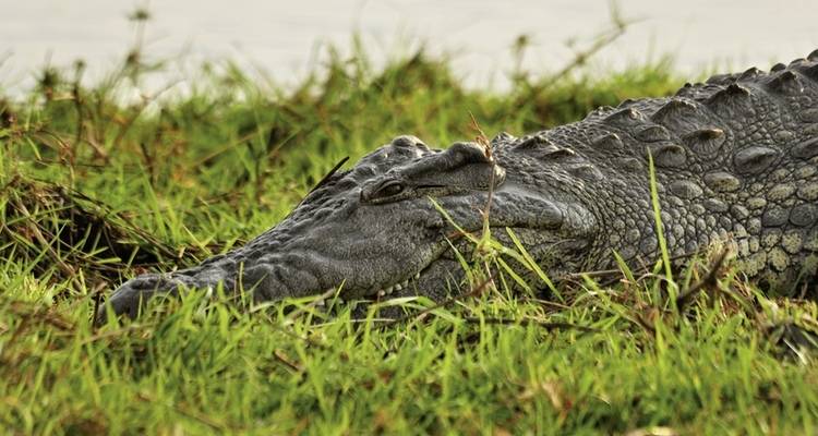 Botswana Exclusive with Sanctuary Retreats - MEIERS WELTREISEN 6