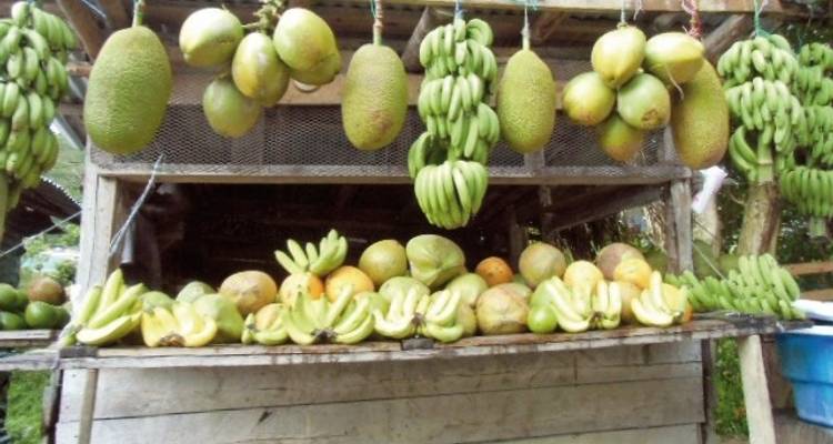 Jamaica's colorful diversity - MEIERS WELTREISEN 5