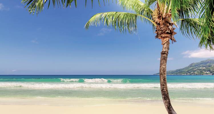 Palm tree on a pristine beach with turquoise water and blue sky.