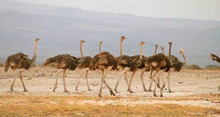 Kingdom of the animals - MEIERS WELTREISEN 6