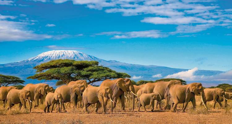 Troupeau d'éléphants marchant avec le mont Kilimandjaro en arrière-plan.