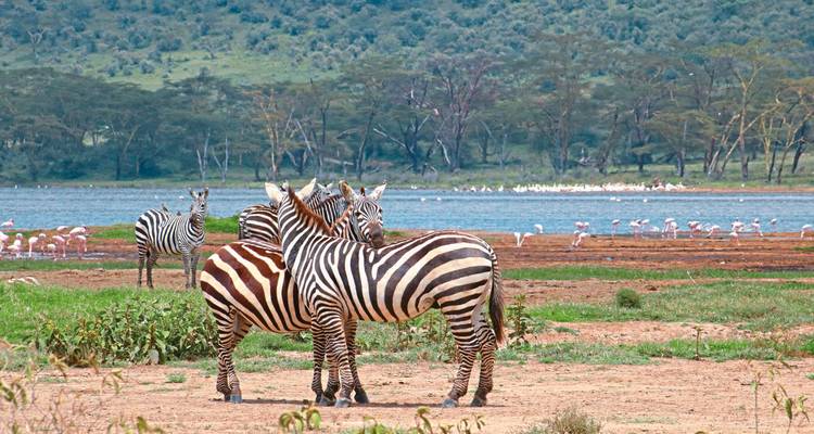 Zèbres et flamants roses près d'une source d'eau avec un arrière-plan luxuriant.