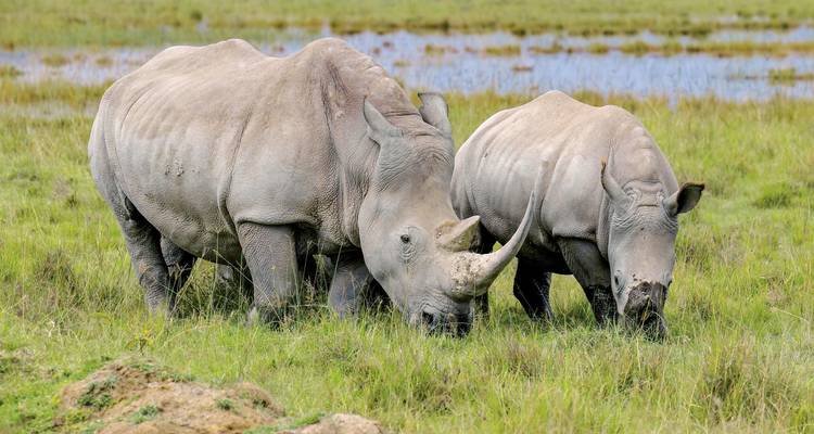 Deux rhinocéros broutant dans un champ herbeux avec un lac derrière.