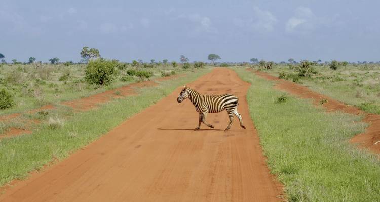 Zèbre solitaire traversant une route de terre rouge.