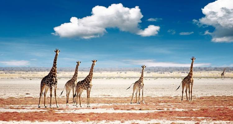 Group of giraffes standing on arid plains with a bright blue sky.