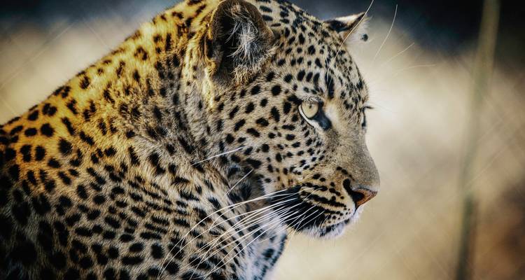 Close-up of a leopard with focused eyes.