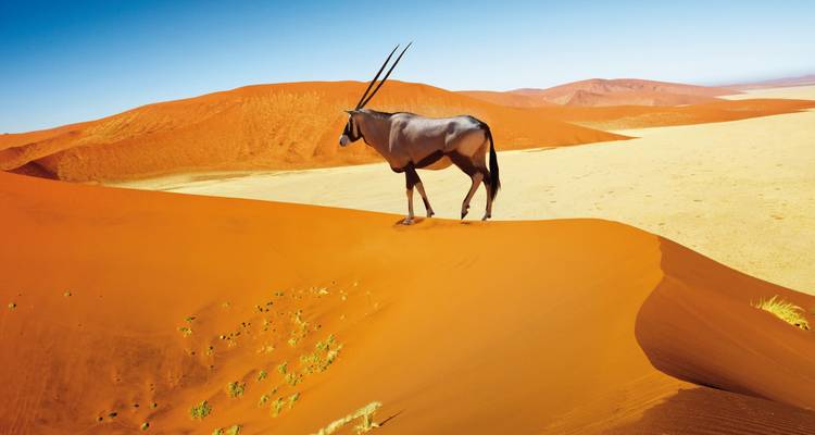 Oryx standing on vibrant red sand dunes of the Namib Desert.
