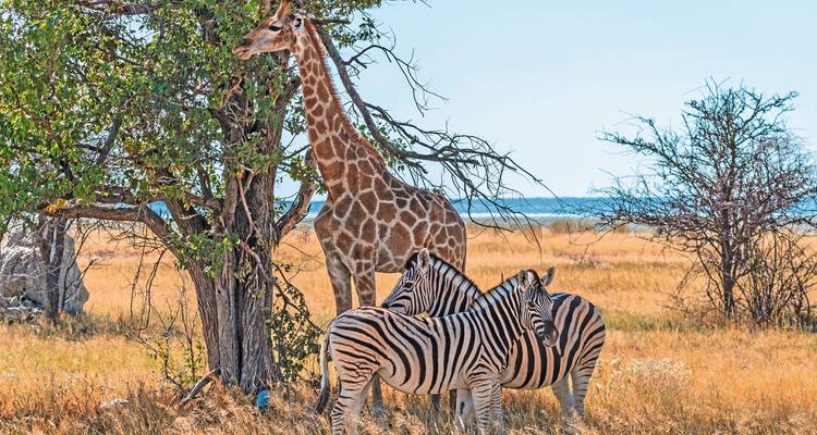 Giraffe en zebra's die onder een boom op de savanne staan.