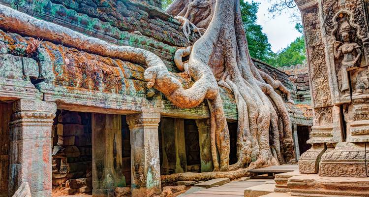 Massive tree roots over Ta Prohm temple ruins.