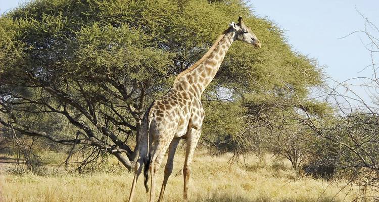 Giraffe standing in a natural habitat with a large tree nearby.