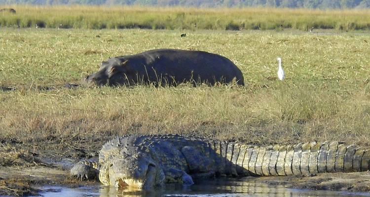 Crocodile lying near water with a hippopotamus in the background.