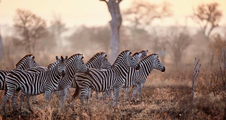 Groupe de zèbres dans un paysage aride au coucher du soleil.