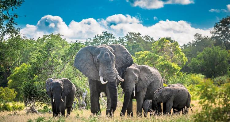 Famille d'éléphants dans un habitat verdoyant.