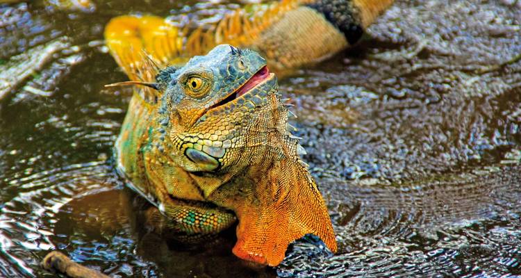 Costa Rica - découverte en finesse - MEIERS WELTREISEN 2