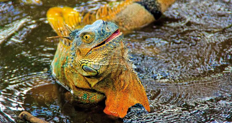 Colorful iguana in water.