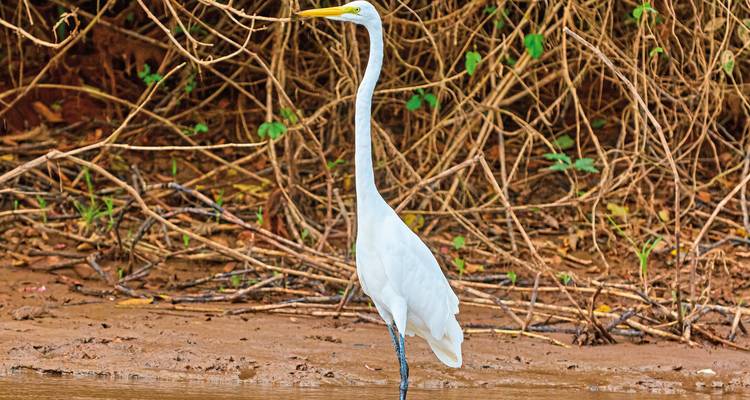 White heron standing by a river.
