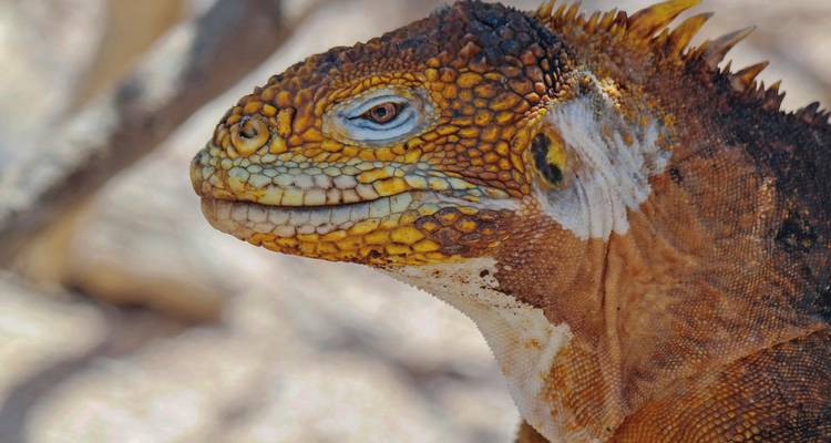 Close-up van een gele en bruine leguaan.