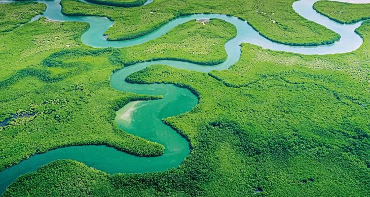 Aerial view of winding rivers through lush green foliage.