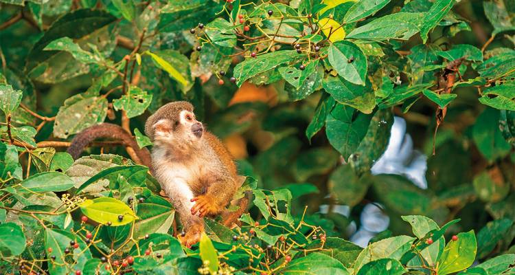 Monkey resting among green foliage.