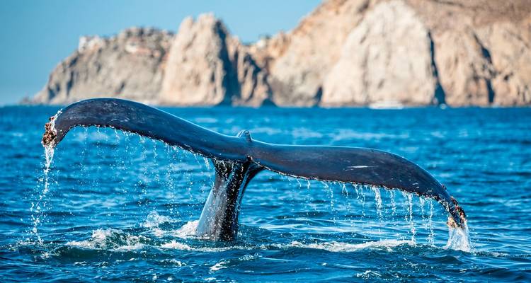A whale tail breaching the surface of the ocean with rocky cliffs in the background.