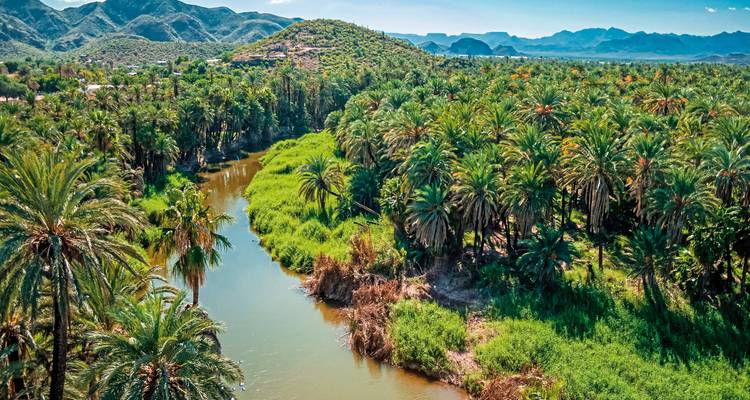A lush tropical landscape with a river surrounded by palm trees and green hills.