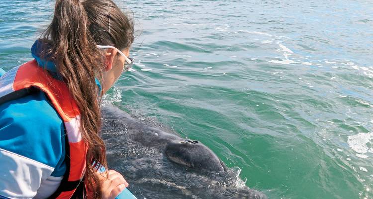 A person in a life vest reaching out from a boat to touch a whale in the water.