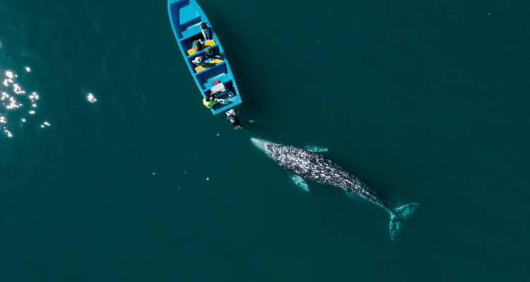 A boat with people watching a gray whale swimming near the surface.
