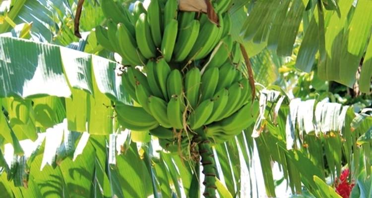 Highlights of Costa Rica 13 nights) - MEIERS WELTREISEN 3